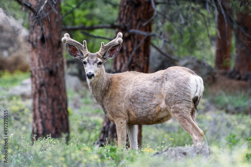 Wild Deer on the High Plains of Colorado. Mule deer buck in late spring.