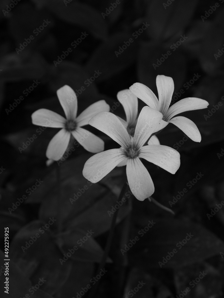 Fototapeta premium flor em lowkey