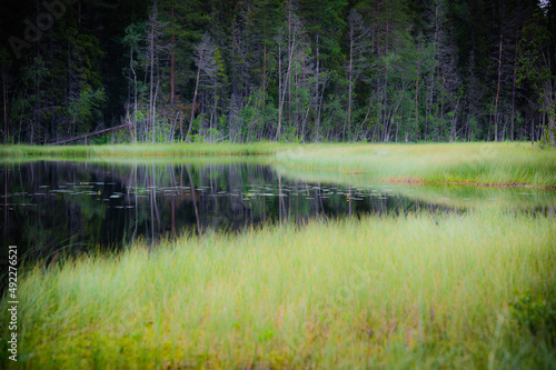 reflection of trees in water