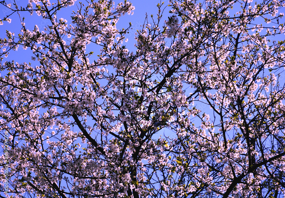The blossoming canopy of a wild fruit tree in front of the blue sky The blossoming canopy of a wild fruit tree in front of the blue sky