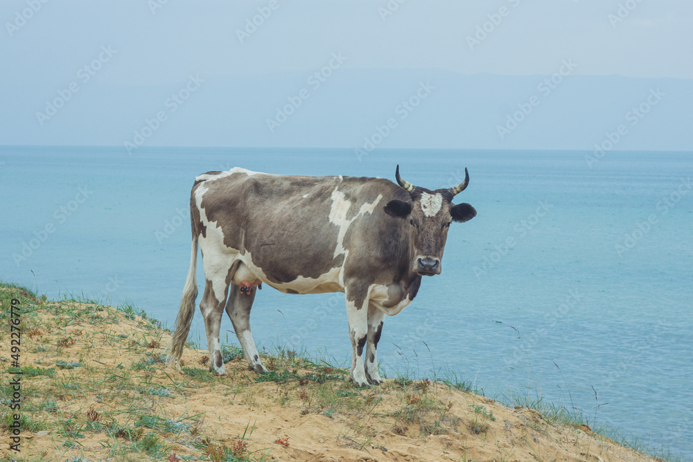 A black and white cow stands against the backdrop of a blue lake. Cow on Olkhon island in Baikal A black and white cow stands against the backdrop of a blue lake. Cow on Olkhon island in Baikal