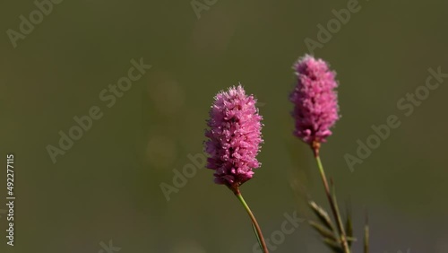 Wallpaper Mural Pink flower on blurred background in 4K resolution Torontodigital.ca