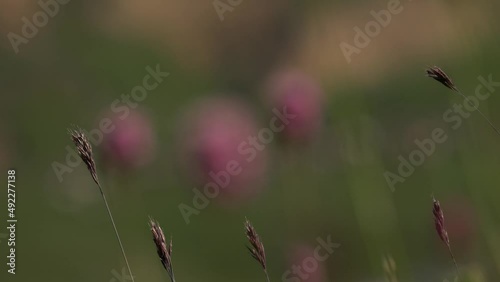 Wallpaper Mural Pink flower on blurred background in 4K resolution Torontodigital.ca