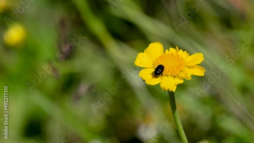 Wallpaper Mural Wasp with black yellow spots on its body on a daisy in spring. Torontodigital.ca