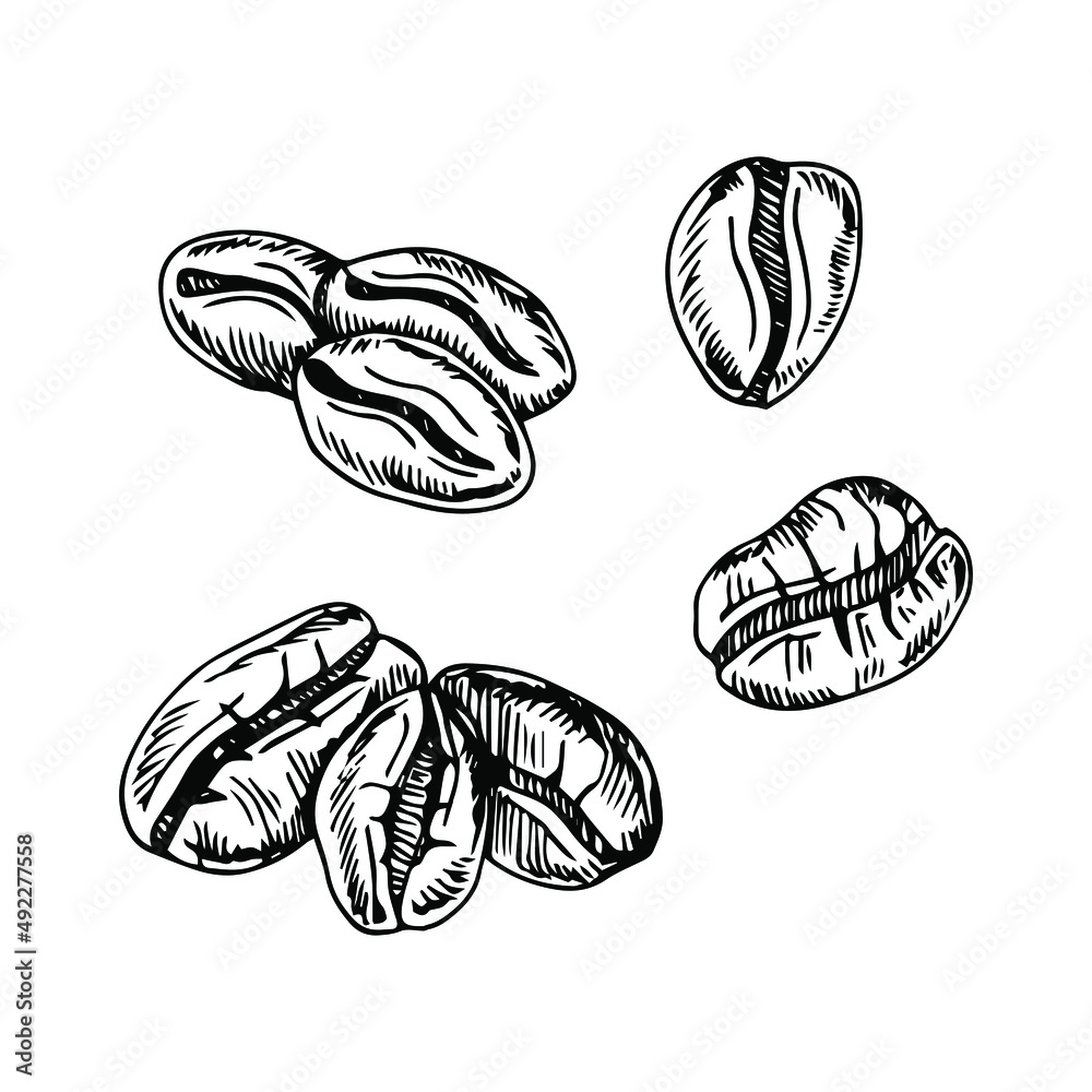 painted coffee beans, sketch, vector drawing, perfect ingredient, grain selection painted coffee beans, sketch, vector drawing, perfect ingredient, grain selection