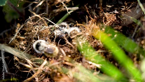Wallpaper Mural Bees in green and yellow grass in spring. Torontodigital.ca