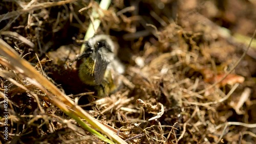 Wallpaper Mural Bees in green and yellow grass in spring. Torontodigital.ca