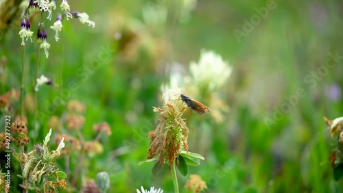 Wallpaper Mural A wild butterfly lands on a meadow plant. Background green lawn. 4k Video resolution. Torontodigital.ca