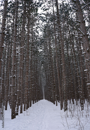 Snow-covered path in a forest of planted red pine trees in Ottawa, Canada