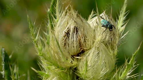 Wallpaper Mural An endemic insect with black and turquoise colors standing on a thorny plant in spring. Torontodigital.ca