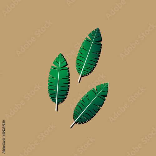 Illustration of a leaf. Green leaves isolated. Summer palm leaf vector green plant, exotic nature. Jungle illustration
