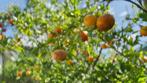 Tangerines swinging on a branch in slow motion. Vitamin C concept