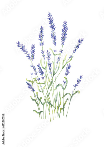 An isolated watercolor artistic hand drawn image of a group of lavender flowers with a real aquarelle paper texture on white background for design of text  labels  greeting and invitation cards