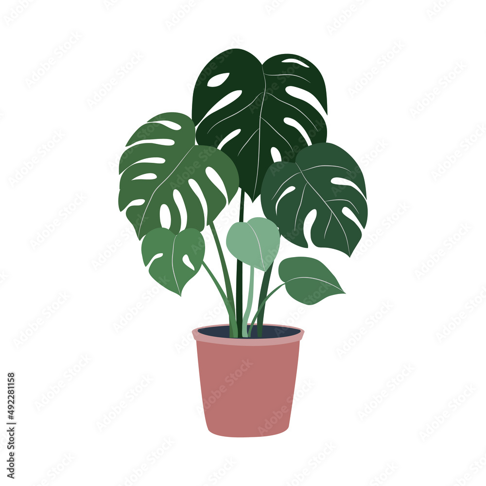 botanical illustration botanical illustration