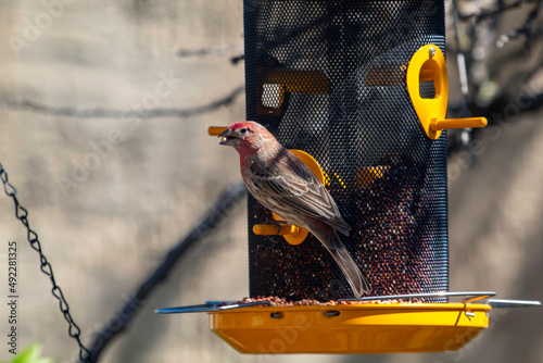 A House Finch eating at a bird feeder