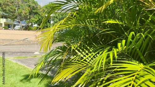 Peaceful garden. Swaying tree leaves. Writing area
