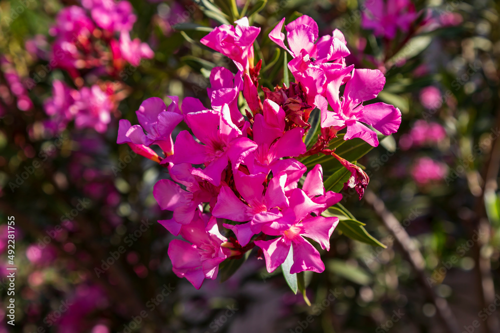purple / red spring flowers against a blurred background. Spring blooming tree with green leaves. purple / red spring flowers against a blurred background. Spring blooming tree with green leaves.