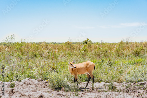 Female pampas deer (Ozotoceros bezoarticus) looks at the side in the grasslands of Ibera, Argentina. The pampas deer were reintroduced to Iberá. photo