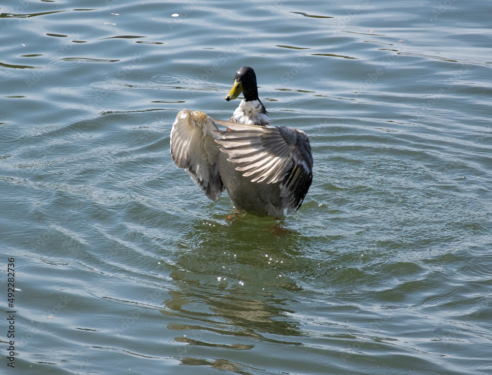 Obraz premium duck on the water