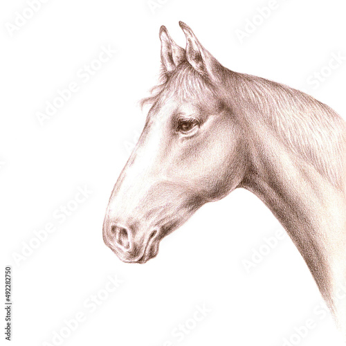 An aquarelle pencil artistic hand drawn image of a brown horse half-face  head and neck  with a real aquarelle paper texturefor design of text  labels  greeting and invitation cards  isolated object 