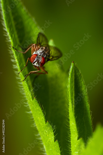 A curious fly on a leaf macrophotography