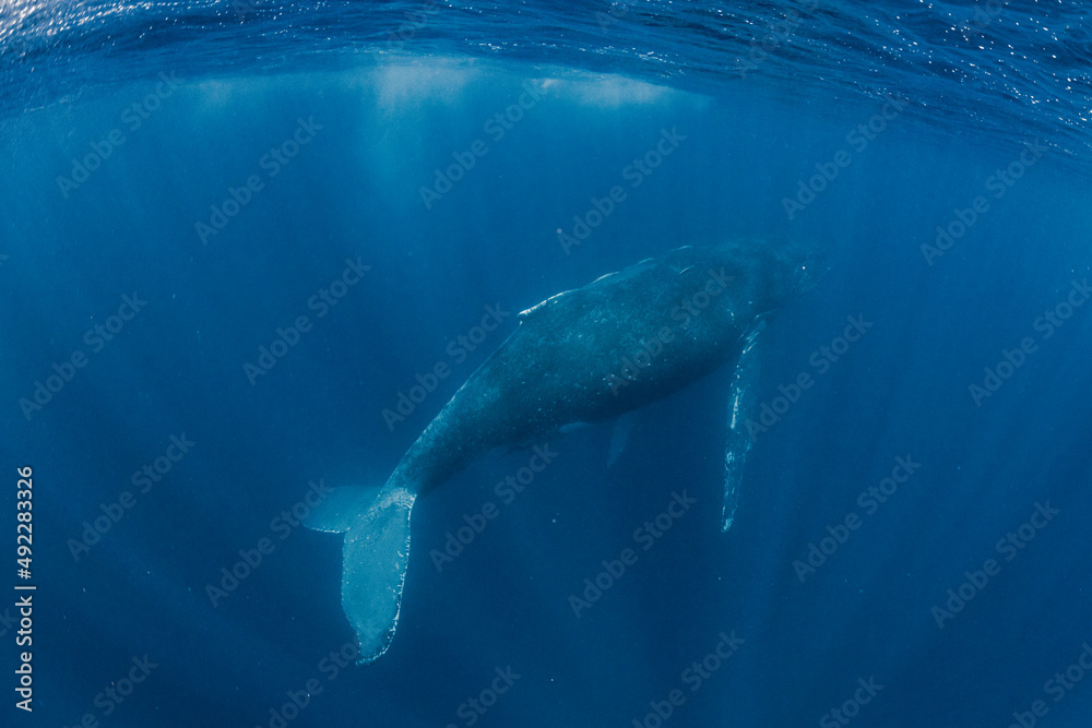 Naklejka premium Mother and calf Humpback whale
