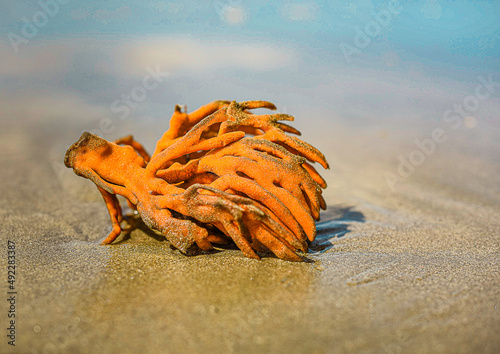 Photography orange sea sponge washed up on the beach sand with a blue sky vibrant wildlife