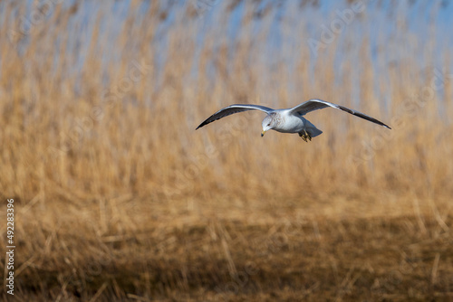 Seagull in flight. © Ricardo