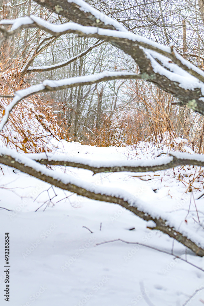 Winer hiking trail covered with snow, in the woods, fallen trees, winter activity Winer hiking trail covered with snow, in the woods, fallen trees, winter activity