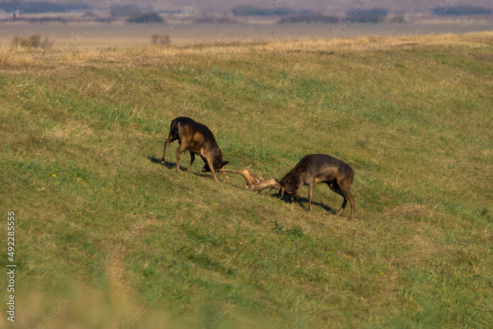 Wild deer (Dama dama) fighting in summer, in their natural habitat. Wild deer (Dama dama) fighting in summer, in their natural habitat.