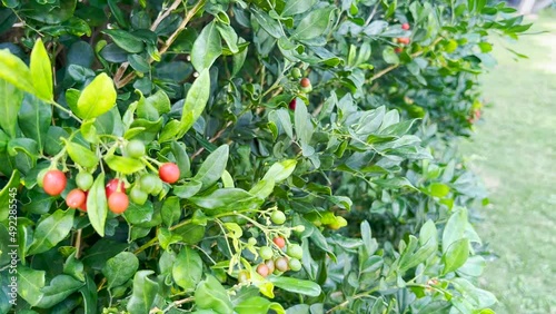 Fruit trees swaying in the wind in the garden. Close-up fruit trees.