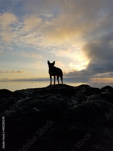 dog silhouette sunset on Oceanside