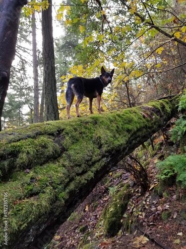 dog in tree in forest hiking 