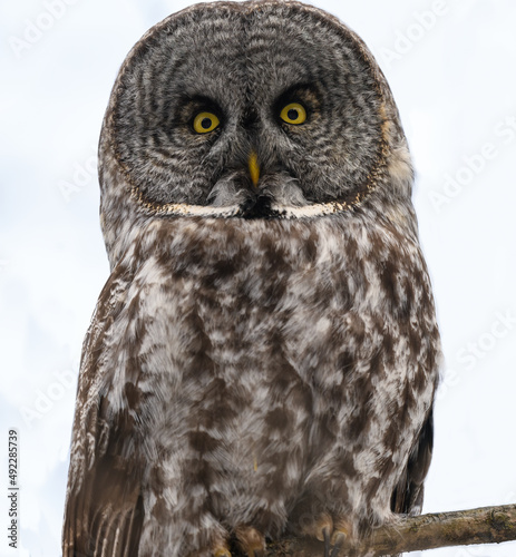 Great Gray Owl Closeup Portrait in Winter 