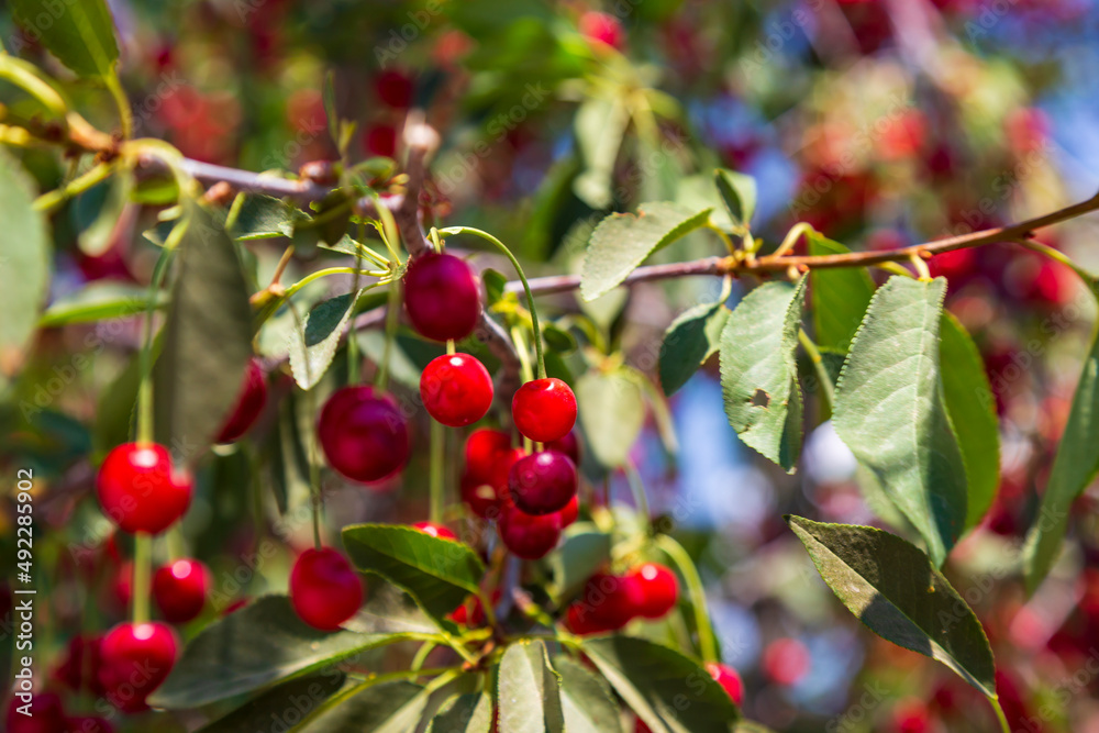 Cherry hanging on a branch of a cherry tree. Ripe cherries among the green leaves of the cherry tree in the summer garden are ripe and waiting for harvesting berries Cherry hanging on a branch of a cherry tree. Ripe cherries among the green leaves of the cherry tree in the summer garden are ripe and waiting for harvesting berries