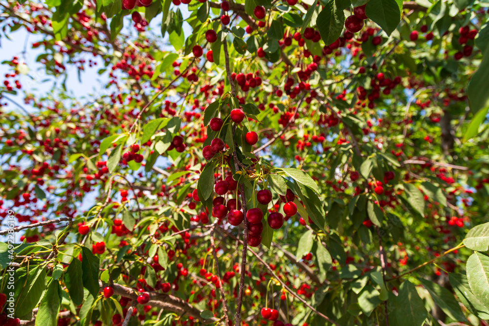 Cherry hanging on a branch of a cherry tree. Ripe cherries among the green leaves of the cherry tree in the summer garden are ripe and waiting for harvesting berries Cherry hanging on a branch of a cherry tree. Ripe cherries among the green leaves of the cherry tree in the summer garden are ripe and waiting for harvesting berries