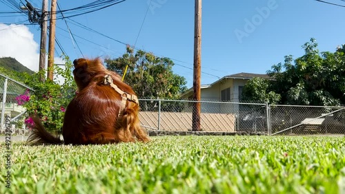 The dog is sitting in the garden scratching himself.