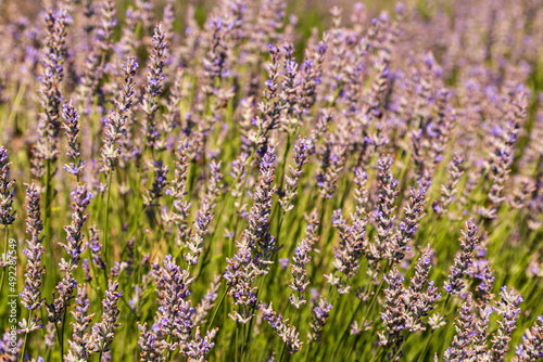 Beautiful lavander flowers in the summer. Close up Bushes of lavender purple aromatic flowers at lavender field. Lavender flower  violet Lavender flowers in nature with copy space