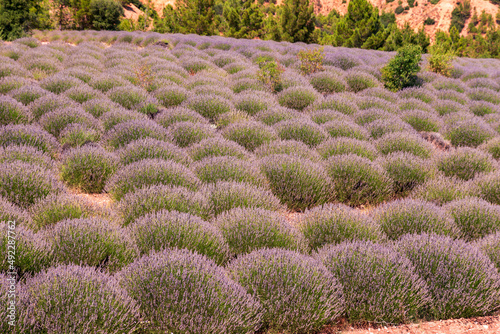 Beautiful lavander flowers in the summer. Close up Bushes of lavender purple aromatic flowers at lavender field. Lavender flower  violet Lavender flowers in nature with copy space