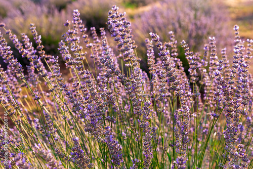Fototapeta Naklejka Na Ścianę i Meble -  Beautiful lavander flowers in the summer. Close up Bushes of lavender purple aromatic flowers at lavender field. Lavender flower, violet Lavender flowers in nature with copy space