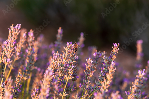 Beautiful lavander flowers in the summer. Close up Bushes of lavender purple aromatic flowers at lavender field. Lavender flower  violet Lavender flowers in nature with copy space