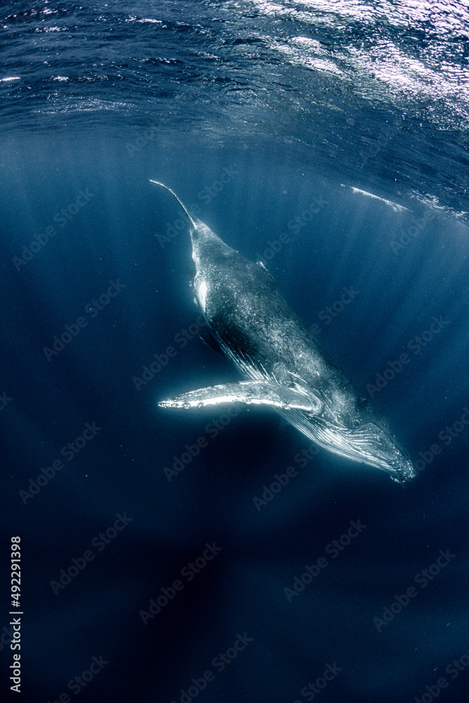 Naklejka premium Humpback whale