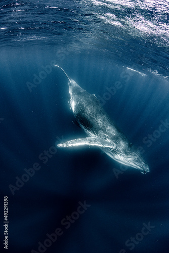 Humpback whale © divedog