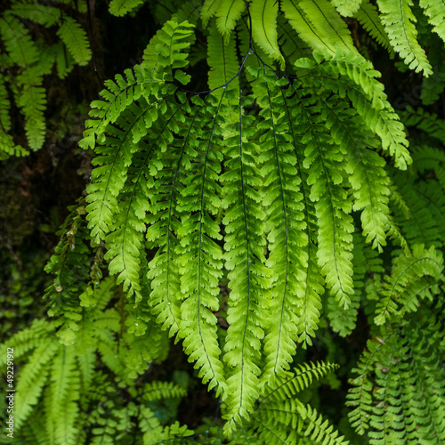 Green fern in the Redwoods, California, USA