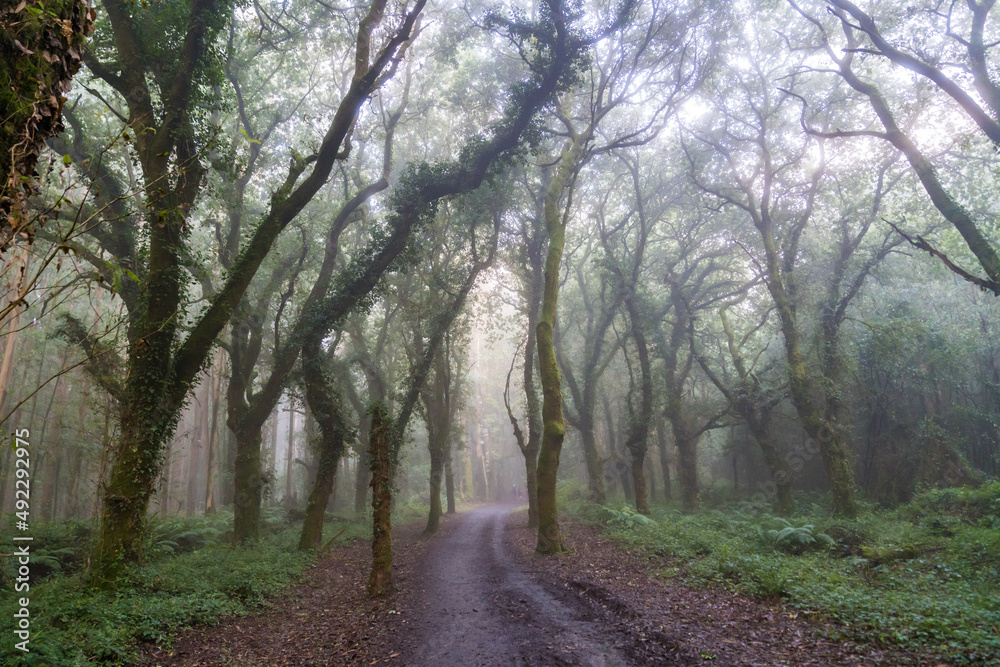 Obraz premium カミーノ 巡礼の道