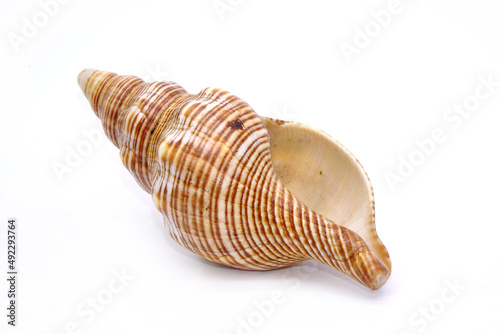 Seashell isolated on white background. Sea shell