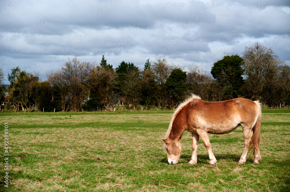 Fototapeta premium single brown horse eating grass in a field on cloudy day