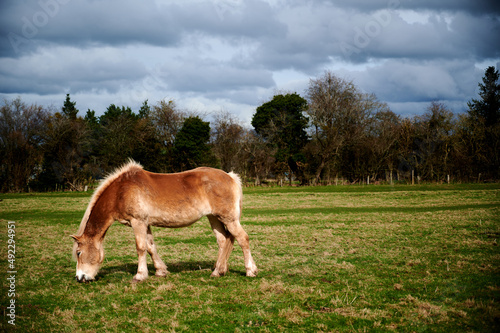 single brown horse eating grass in a field on cloudy day