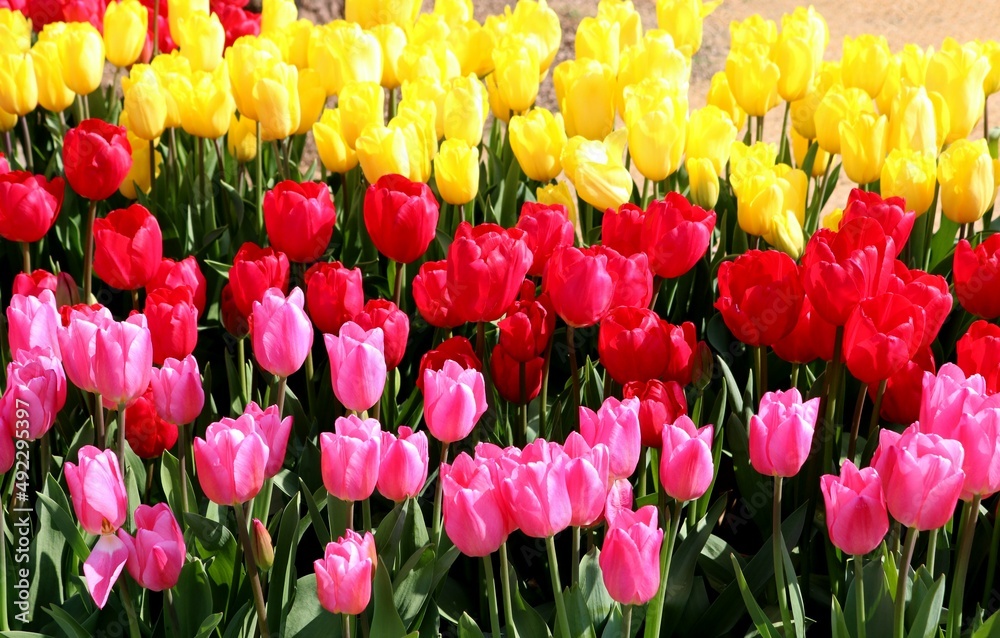 色鮮やかに咲く揃う春の花壇　風景