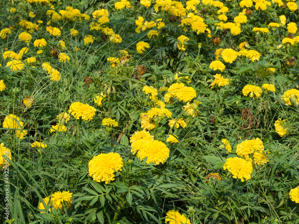 flower flower